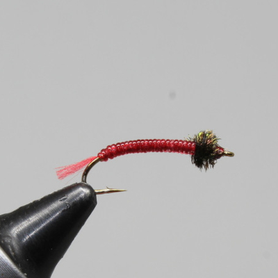 Jennings' Bloodworm - Red